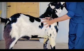 Goat bull