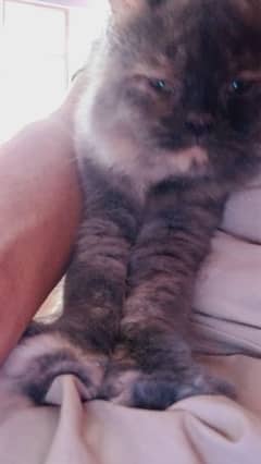 kitty