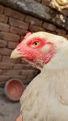 White O shamo Female