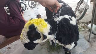 bakra