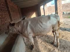 for sale white ox