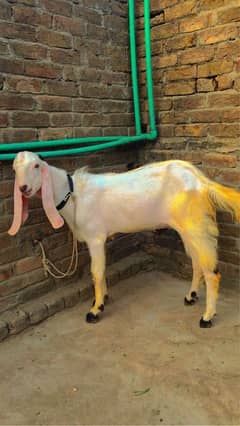 QURBANI GOAT FOR SALE
