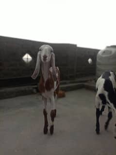Goats