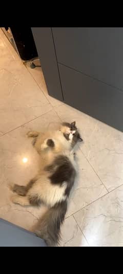 Persian:cat