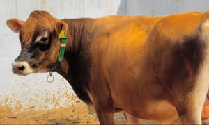 Huge range of pure and Cross breed Cows and Heifers 03457901580