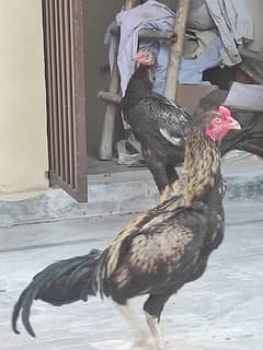 Aseel birds For sale