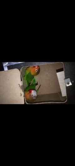 love birds pair
