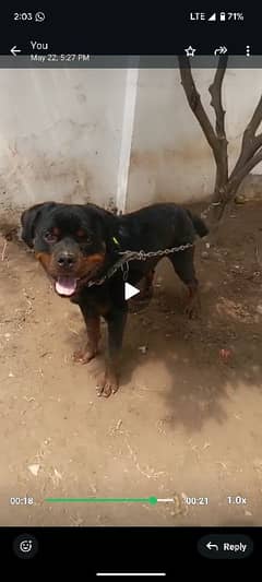 male rottweiler 1.5 years