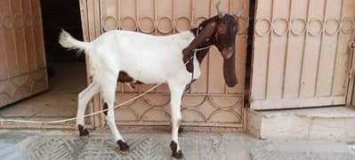 Bakra