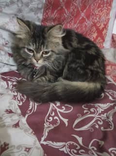 Female persian cat for sale