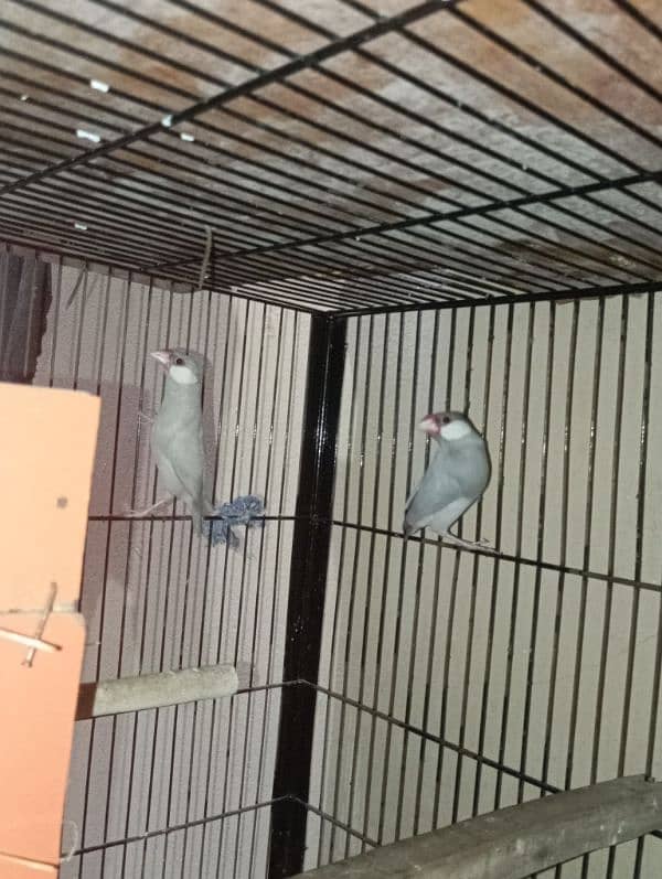 silver java pair 3