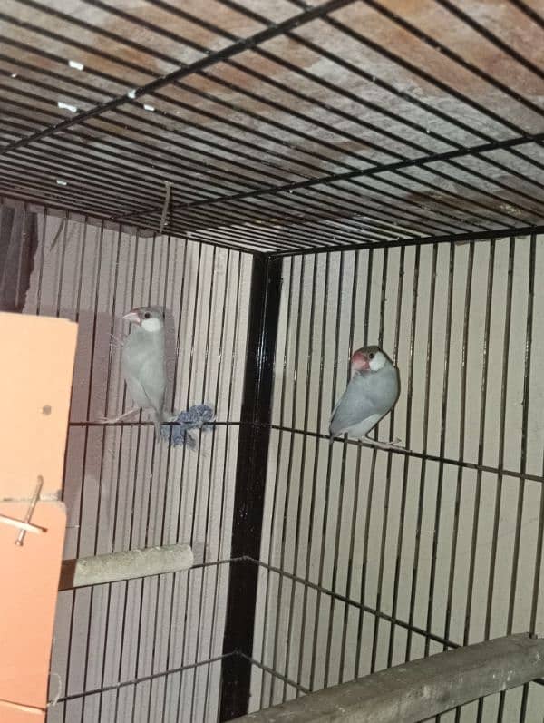 silver java pair 4