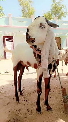 bakra