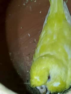 Australian Budgies