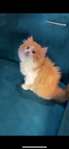 Persian kittens punch face triple coat