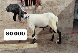 Qurbani k Dumby or bakri for sale hy  Contact number.   03704193850