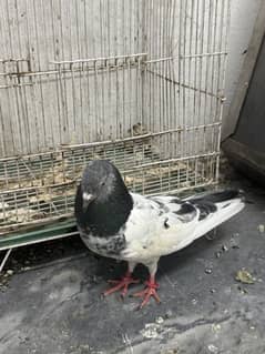 A lot of pigeons different prices