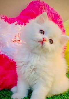 Persian