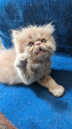piki bloodline kitten 03043583306