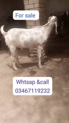 2 dant 2025 qurbani