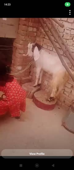Bakra for sale