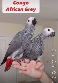 African grey salf male female Age 6 manth