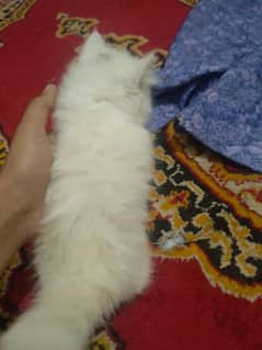 cat is so Healthy and active