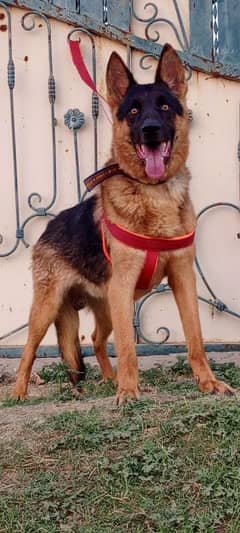 German Shepherd mail 10 months for sale