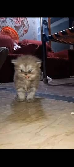 Beautiful White and Gray kittens Available Healthy and playful