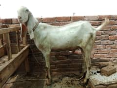 Qurbani | Bakra| desi Bakra| rajanpuri bakra