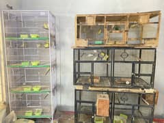 Lovebirds setup for sale