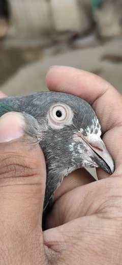 High