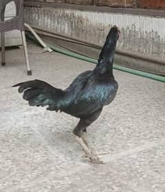 Pure Burmi Import from AAT Farm