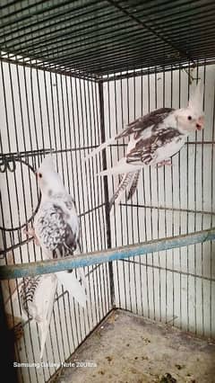 Cocktail Pair
