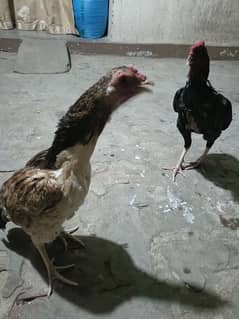 peaceful,, friendly and breeder pair hay.