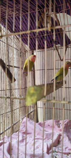 breeder