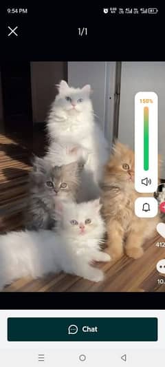 Persian cat for sale male or female my WhatsApp 0328=20=23=059