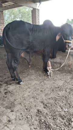 Bull
