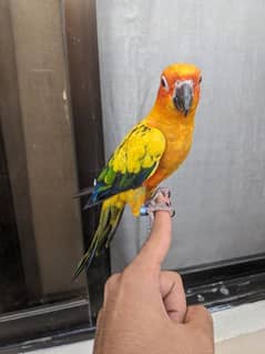Adult