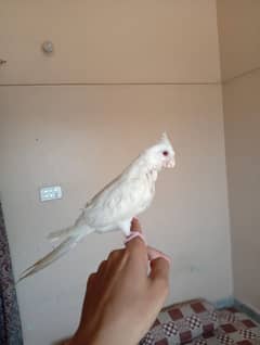 handtame parrot