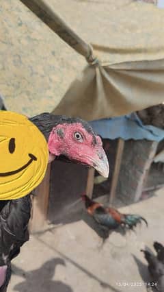 Aseel Pure Thai Madi murgi hen for sale | Cheena chicks b mil jye ge