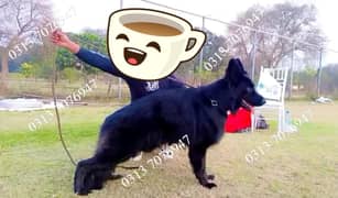German shepherd |stud|security dog|Pink Pedigree|Black german shepherd