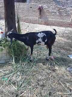 2 bakriya qurbani k lya
