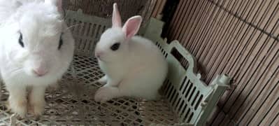 Hotot Dwarf Pair high quality rabbit bunny