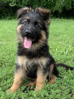 German shepherd puppies long coat my WhatsApp number 03001868066
