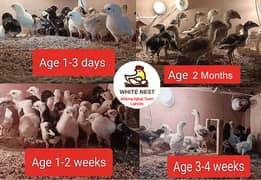 Aseel Chicks & Pathay of Mianwali, Mushka & Lasani, Fertile Eggs