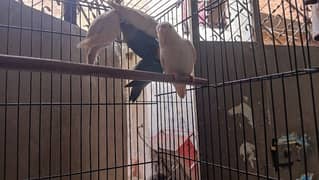 lovebirds, parblue, chicks, albino, INO,