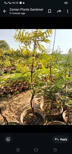 Neem