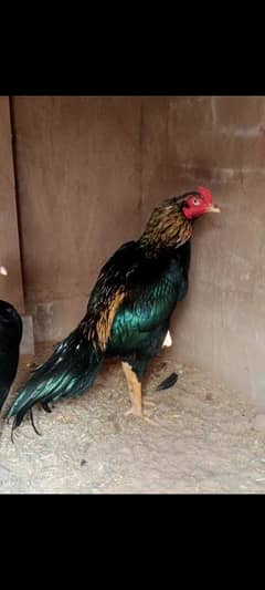 aseel patha