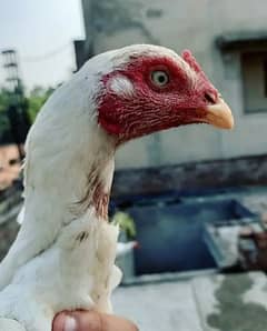I want to sale my home breed paper white heera aseel female